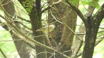 2019年9月16日(月) 北大研究林(北海道大学苫小牧研究林)の野鳥観察記録