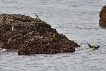 2019年9月14日(土) 大磯照ヶ崎海岸の野鳥観察記録