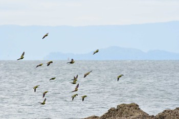 アオバト 大磯照ヶ崎海岸 2019年9月14日(土)