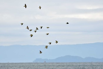 アオバト 大磯照ヶ崎海岸 2019年9月14日(土)