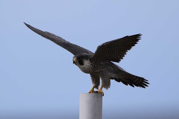 ハヤブサ 北海道　函館市　志海苔海岸 2019年9月16日(月)