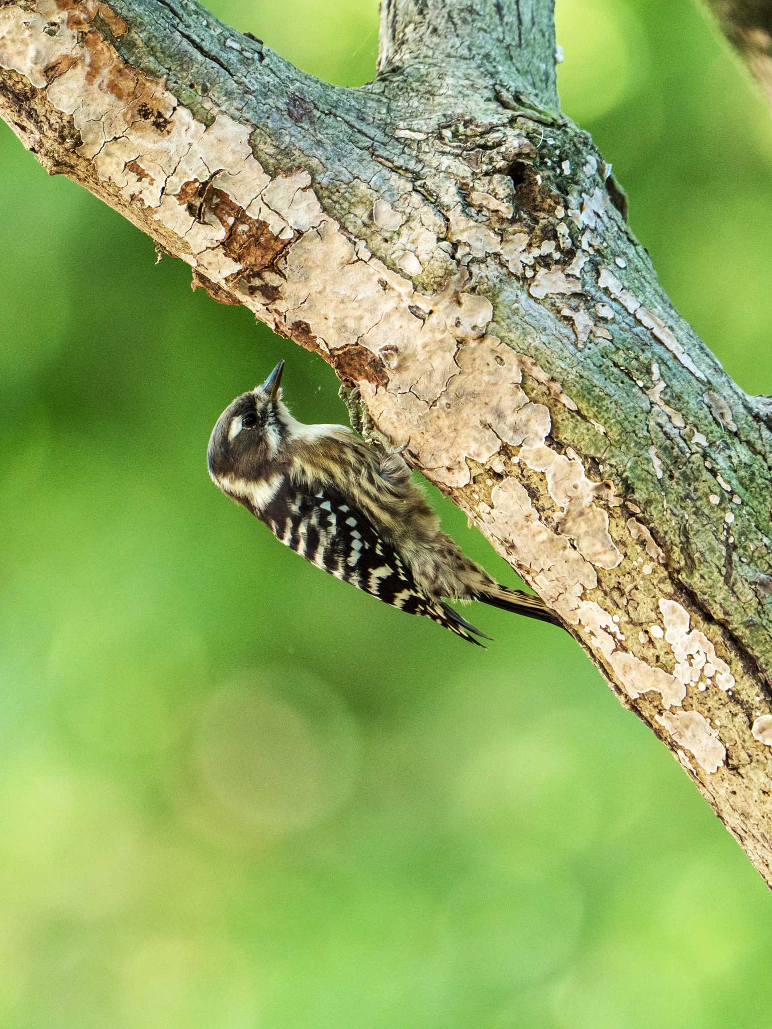 埼玉県狭山市 コゲラの写真 by tadac317