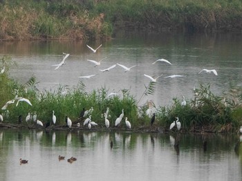 ダイサギ 芝川第一調節池(芝川貯水池) 2019年9月14日(土)