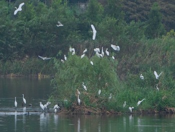 ダイサギ 芝川第一調節池(芝川貯水池) 2019年9月14日(土)