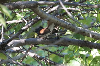 Mon, 9/16/2019 Birding report at 尼崎市農業公園