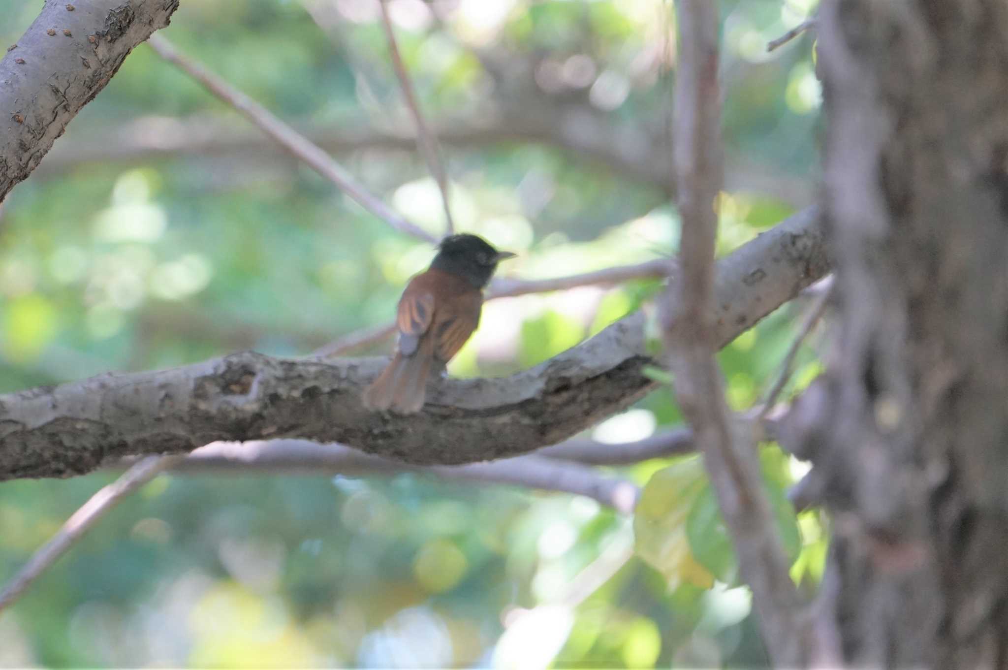 Photo of Black Paradise Flycatcher at 尼崎市農業公園 by マル