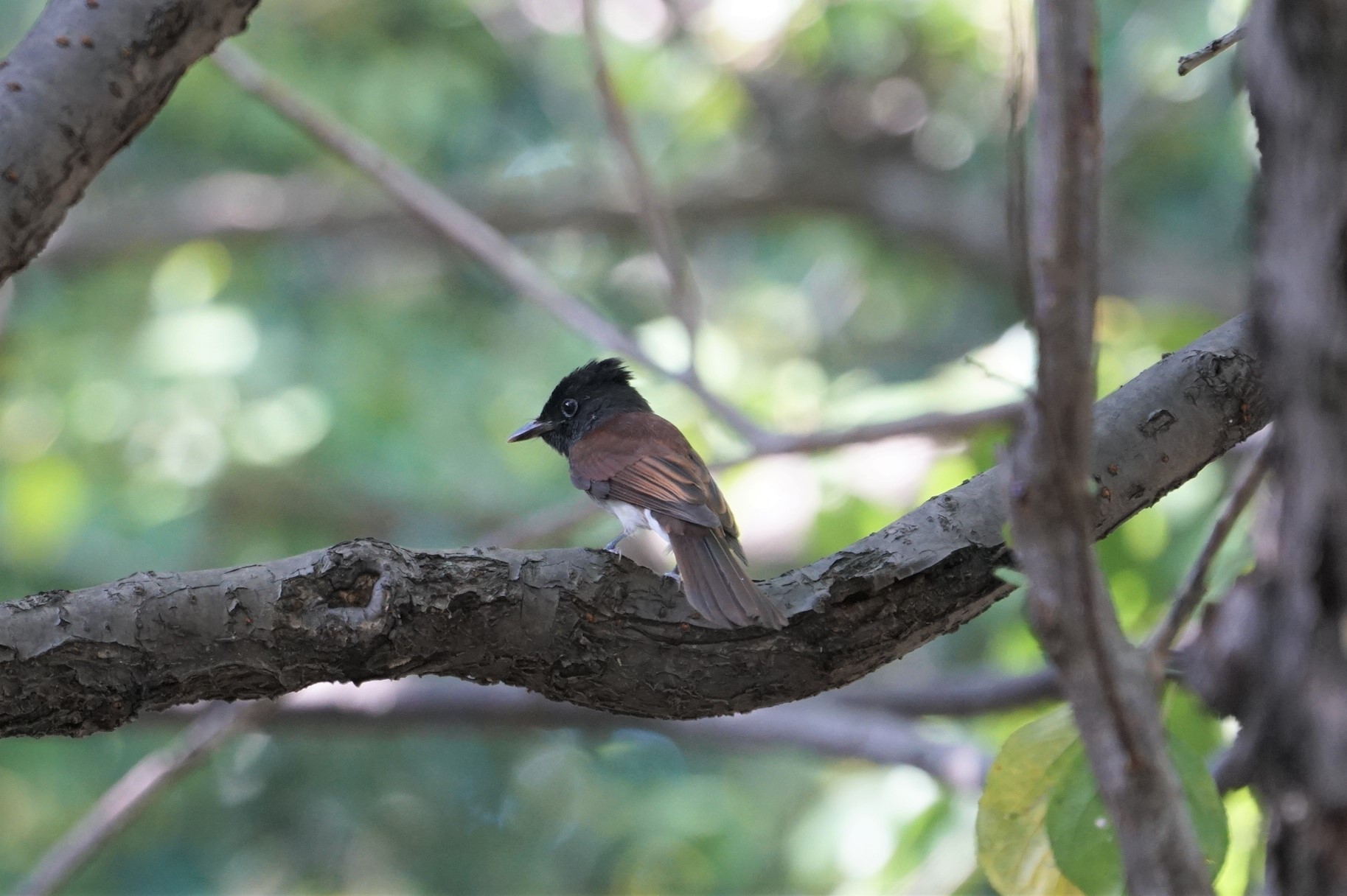 Black Paradise Flycatcher