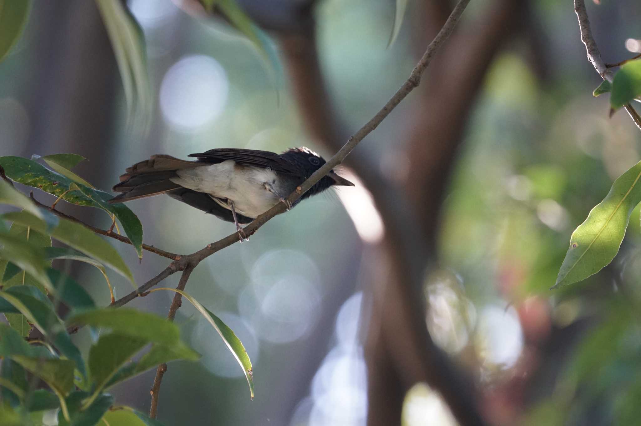 Photo of Black Paradise Flycatcher at 尼崎市農業公園 by マル