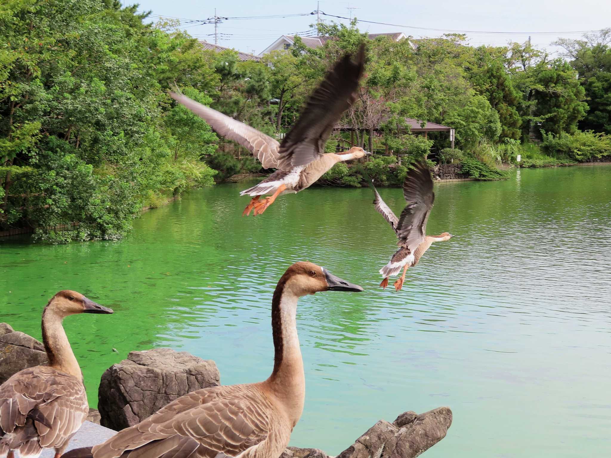 大池親水公園 サカツラガンの写真 by kou