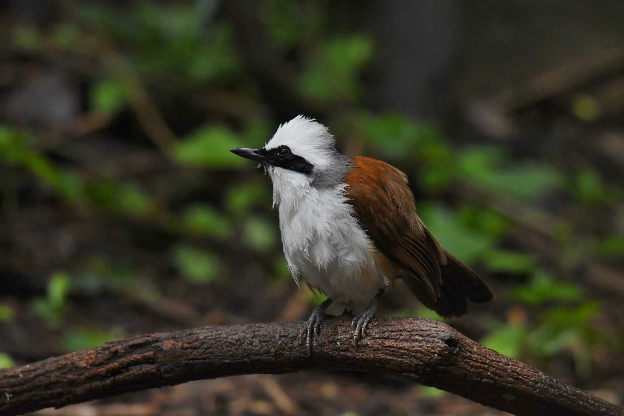 White-crested Laughingthrush