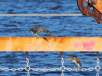 Striated Heron 西宮市鳴尾浜 Mon, 9/16/2019