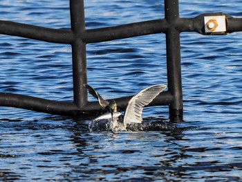 Striated Heron 西宮市鳴尾浜 Mon, 9/16/2019