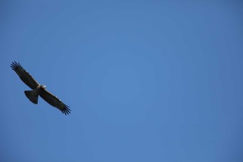 Crested Honey Buzzard Shirakaba-touge Sun, 9/15/2019