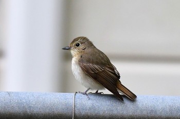 Narcissus Flycatcher Hegura Island Thu, 4/25/2019