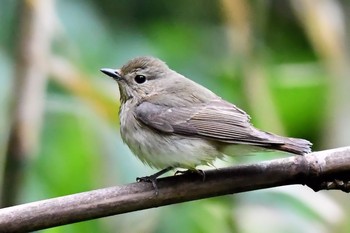 Narcissus Flycatcher Hegura Island Fri, 4/26/2019