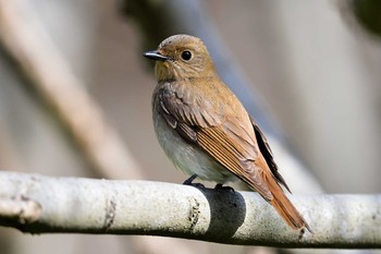 Blue-and-white Flycatcher Hegura Island Sun, 4/28/2019