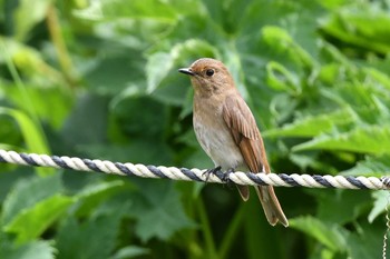 Blue-and-white Flycatcher Hegura Island Sun, 4/28/2019