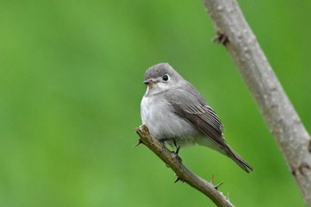 Asian Brown Flycatcher Hegura Island Fri, 4/26/2019