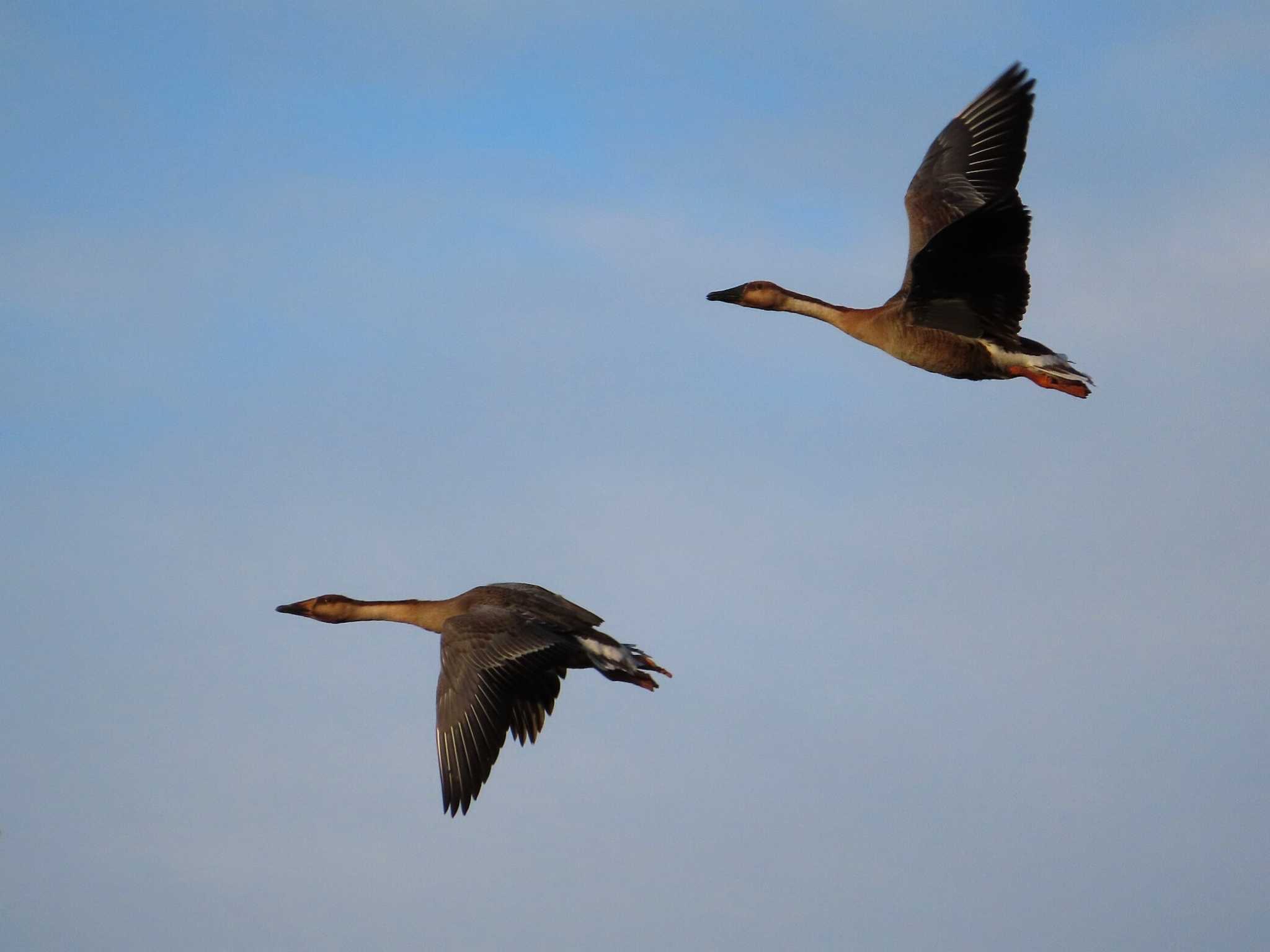 Photo of Swan Goose at Oikeshinsui Park by kou