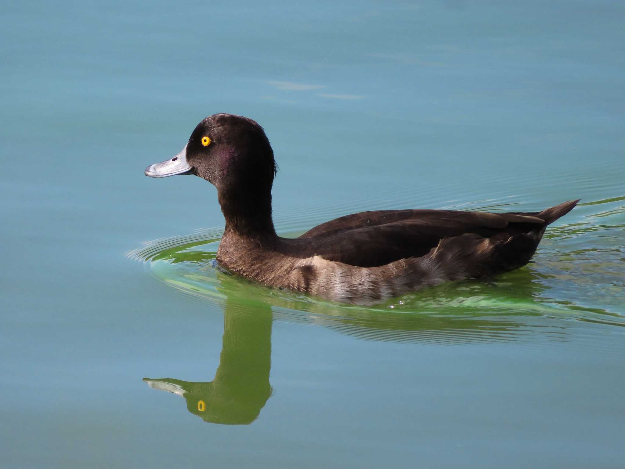 Photo of Tufted Duck at Oikeshinsui Park by kou