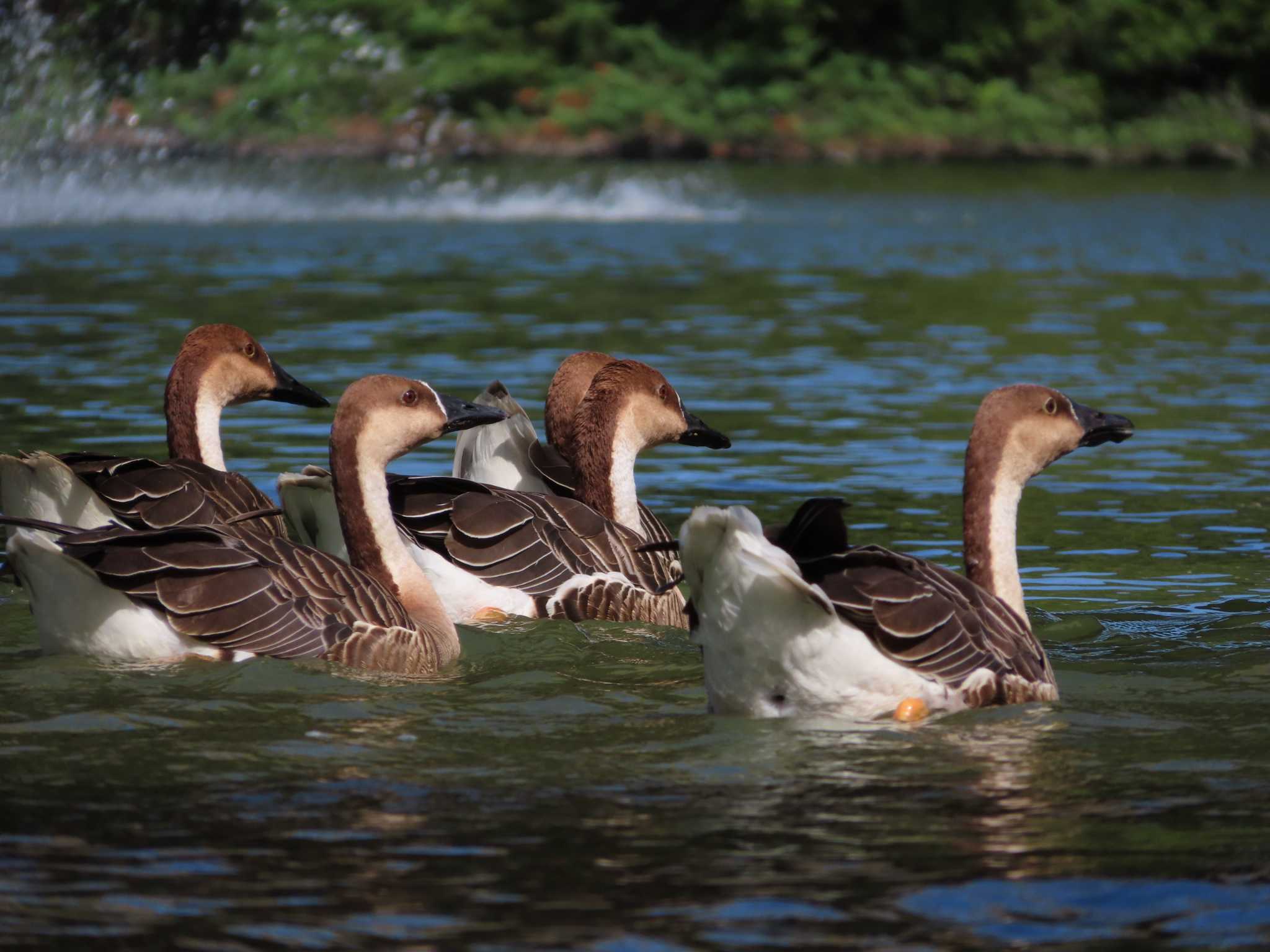 Swan Goose