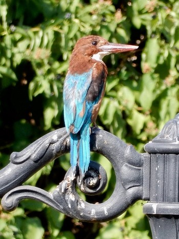 アオショウビン Tel Aviv, Israel  2019年9月11日(水)