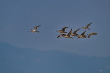 ホウロクシギ 大授搦(東与賀干潟) 2019年9月15日(日)