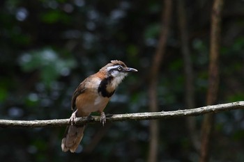 ヒメクビワガビチョウ ケーン・クラチャン国立公園 2019年6月2日(日)