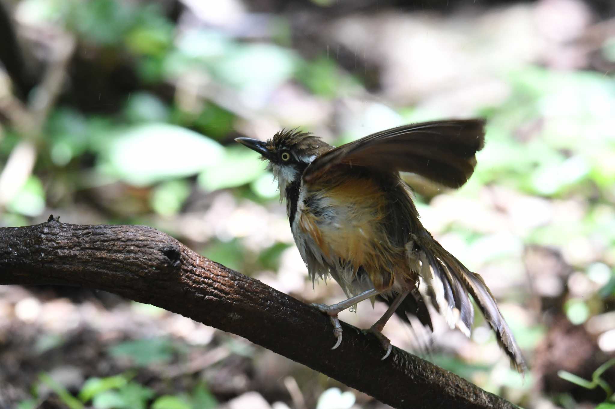 Photo of Lesser Necklaced Laughingthrush at Kaeng Krachan National Park by あひる