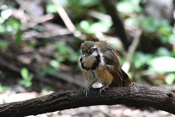 ヒメクビワガビチョウ ケーン・クラチャン国立公園 2019年6月2日(日)