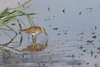 アメリカウズラシギ