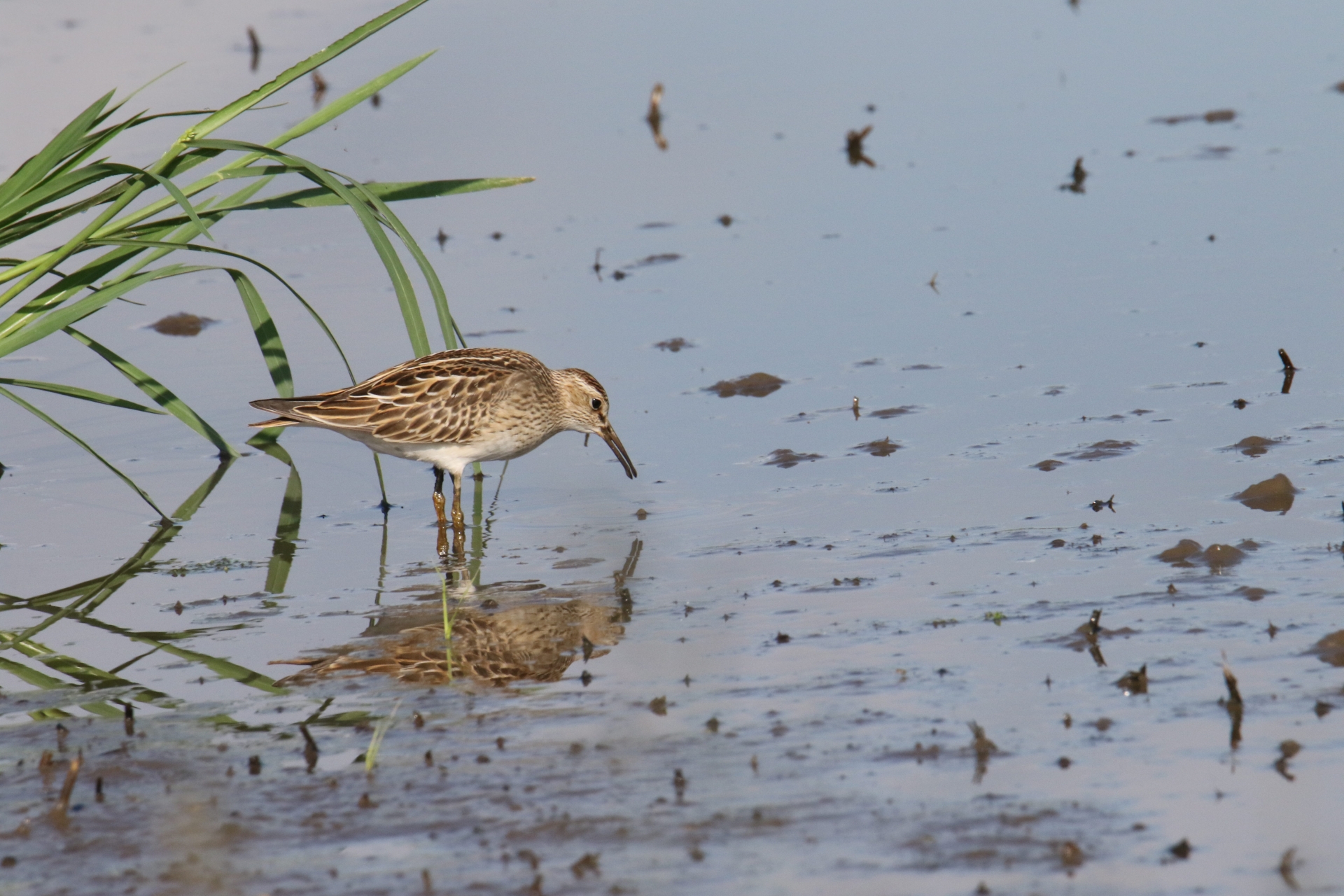 Photo of Pectoral Sandpiper at  by マイク