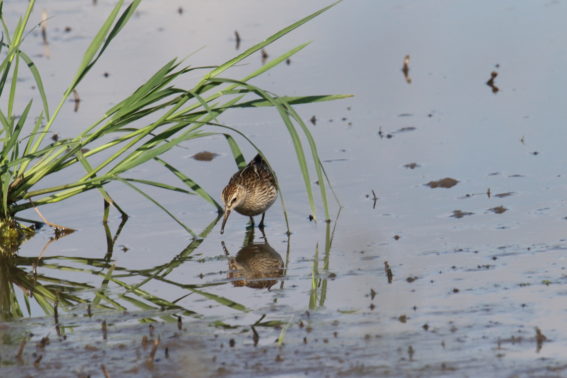 Photo of Pectoral Sandpiper at  by マイク