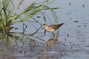 アメリカウズラシギ 場所が不明 2019年9月17日(火)