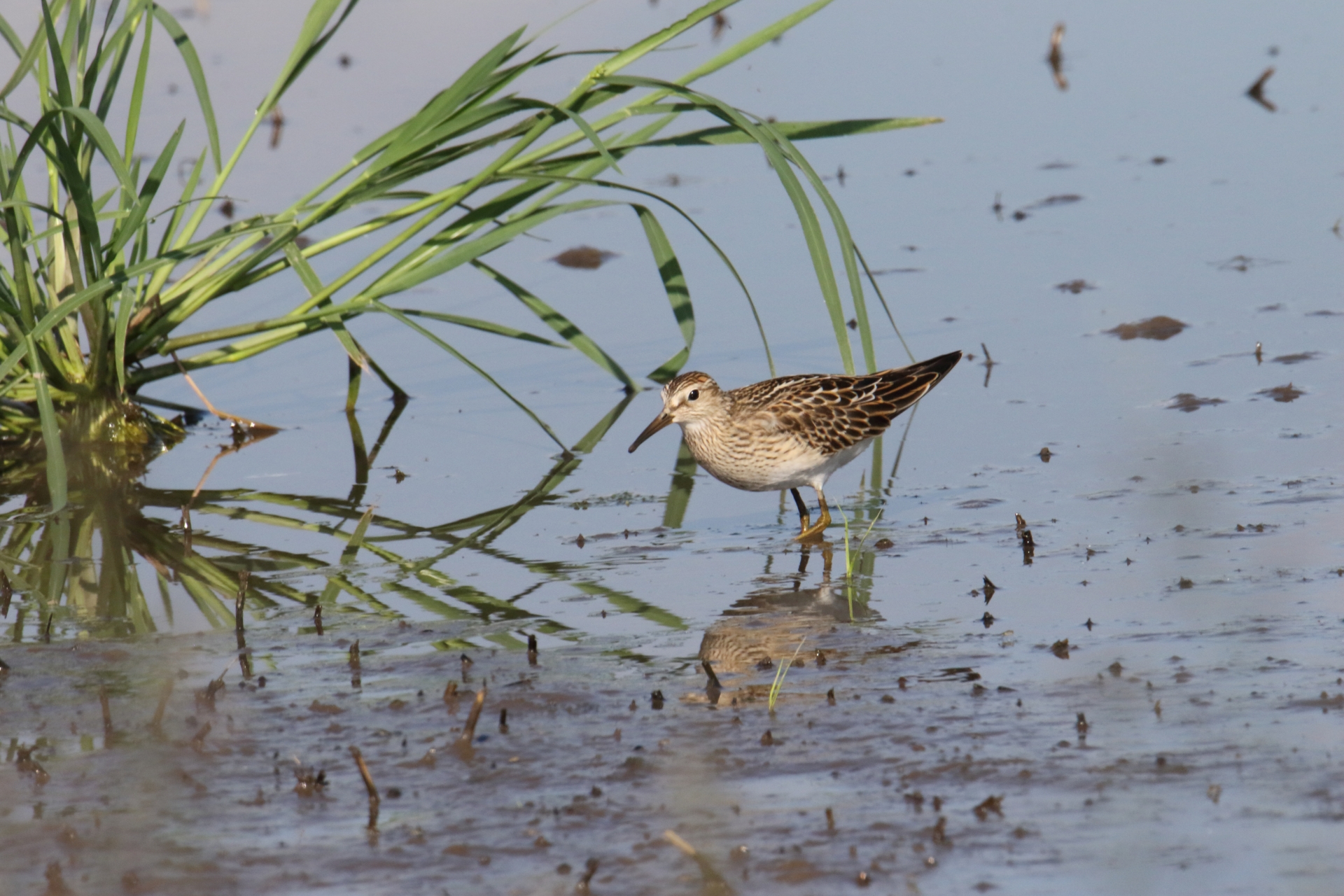 Photo of Pectoral Sandpiper at  by マイク