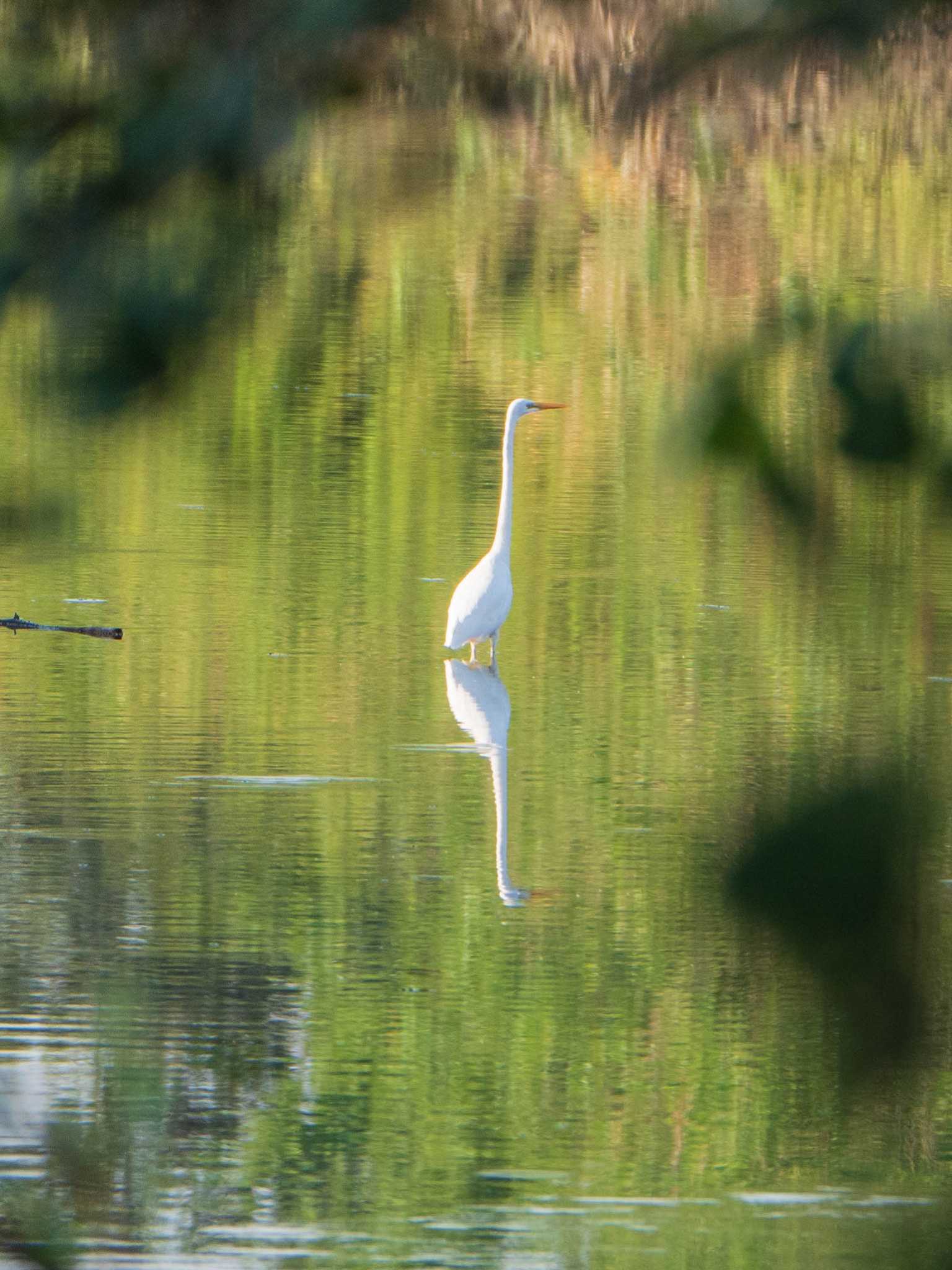 ダイサギ