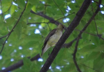 未同定 大阪城公園 2019年9月18日(水)