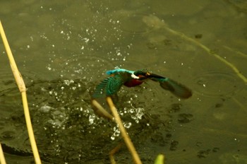 カワセミ 野川 2019年9月13日(金)