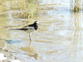 Japanese Wagtail 落合公園 Mon, 9/16/2019