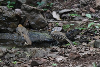 クビワガビチョウ ケーン・クラチャン国立公園 2019年6月2日(日)