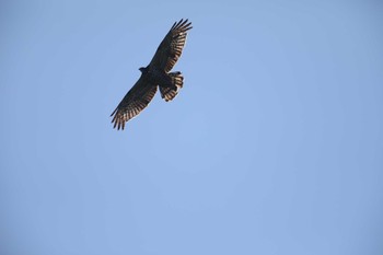 Grey-faced Buzzard Shirakaba-touge Sun, 9/15/2019