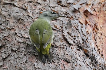 2019年9月18日(水) 北海道 函館市 見晴公園の野鳥観察記録