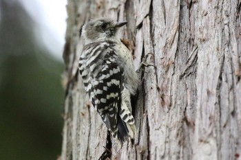 Japanese Pygmy Woodpecker(seebohmi) Miharashi Park(Hakodate) Wed, 9/18/2019