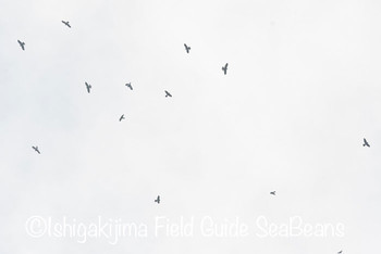 アカハラダカ 石垣島 2019年9月18日(水)