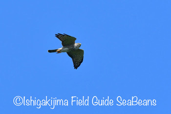 アカハラダカ 石垣島 2019年9月18日(水)