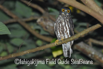 リュウキュウアオバズク 石垣島 2019年9月18日(水)