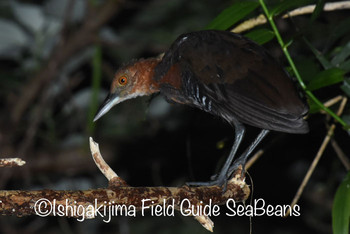 Slaty-legged Crake Ishigaki Island Wed, 9/18/2019