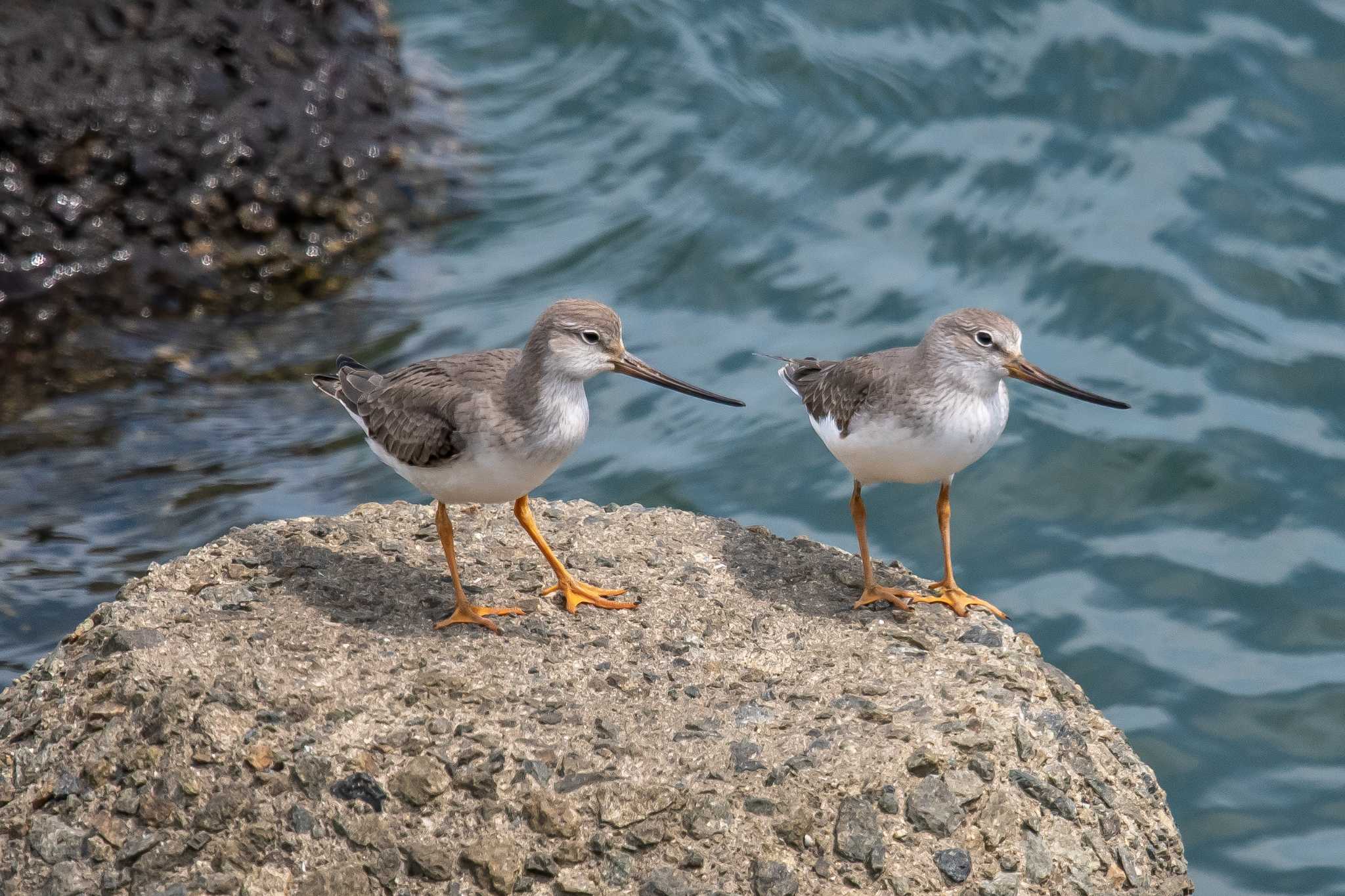 Photo of Terek Sandpiper at 加古川河口 by ときのたまお