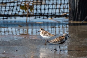 Broad-billed Sandpiper Daijugarami Higashiyoka Coast Sun, 9/15/2019