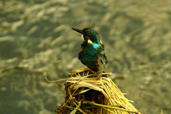 カワセミ 野川 2019年9月12日(木)